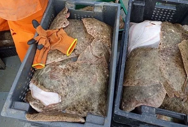 Ученые сообщили, как осолонение Азовского моря повлияло на рыболовство