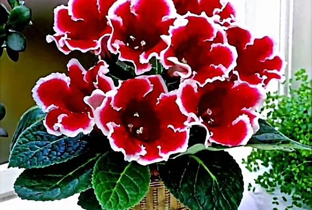 Вот как можно размножить глоксинию из одного листа: всего лишь один лист — и вы получите несколько клубней