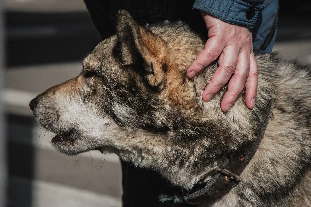 Волкособ – гибрид немецкой овчарки и чистокровного дикого волка. Входит в список собак, потенциально опасных для человека. Их содержание запрещено во многих странах.