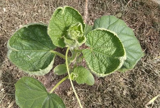 Вот такие выкрутасы: почему у огурцов края листьев заворачиваются вверх