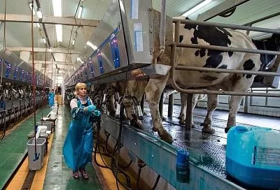 На Кубани увеличат субсидии на производство молока для фермеров в пострадавших от засухи районах