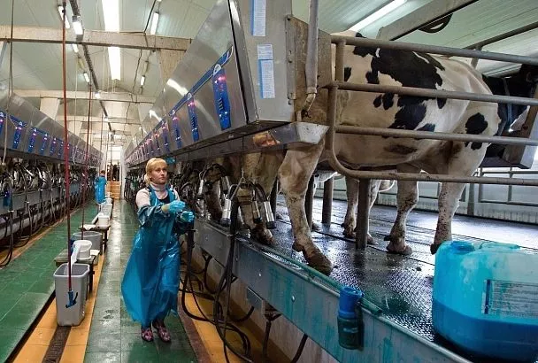 На Кубани увеличат субсидии на производство молока для фермеров в пострадавших от засухи районах