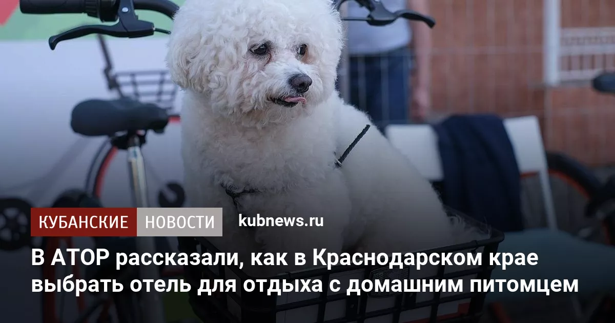 В АТОР рассказали, как в Краснодарском крае выбрать отель для отдыха с домашним питомцем