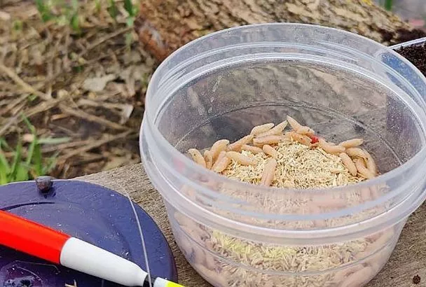 Клюет крупная рыба: почему опарыш «чулочком» лучше мотыля