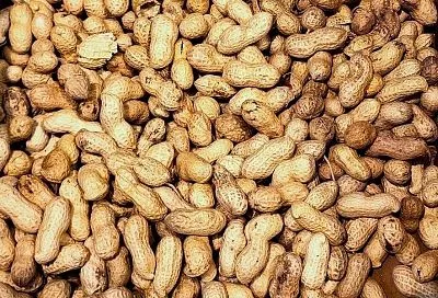 Как вырастить арахис на даче: простой и понятный гид для огородников