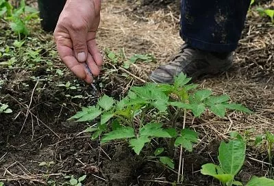 Чудодейственные гранулы: как правильно вносить микоризу, чтобы полностью раскрыть ее потенциал
