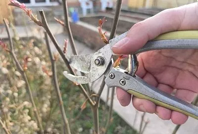 Сделай красиво: зачем весной надо обрезать розы и как это правильно сделать