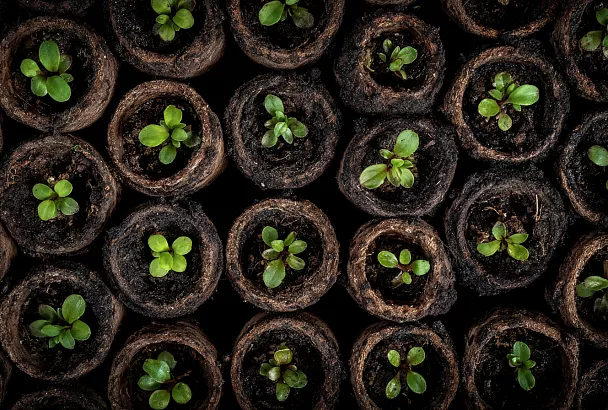 Секреты высокой всхожести семян: простые приёмы садоводов