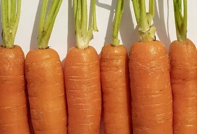 Забудьте про замачивание семян моркови: неожиданный лайфхак от эксперта — 30 минут, и всходят самые сильные