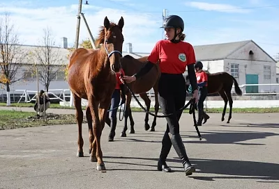 В Мостовском районе провели смотр-конкурс лошадей для конноспортивных школ Кубани