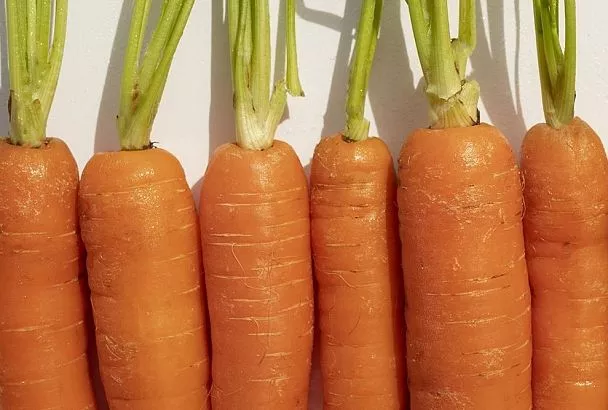 Забудьте про замачивание семян моркови: неожиданный лайфхак от эксперта — 30 минут, и всходят самые сильные