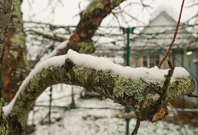 Защита сада от снега и ветра: как спасти деревья и оказать первую помощь
