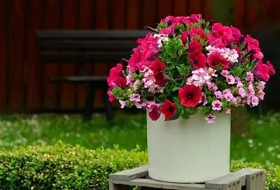 Какие однолетние цветы хорошо живут в горшках: пять вариантов для яркого лета 