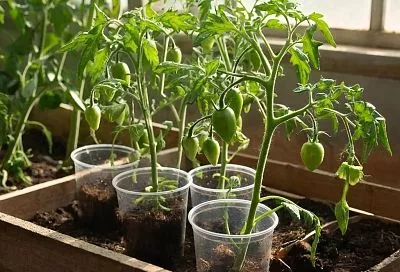 Рассада будет расти крепкой и здоровой: 2 таблетки на литр воды — и перцы с томатами станут сильными и устойчивыми