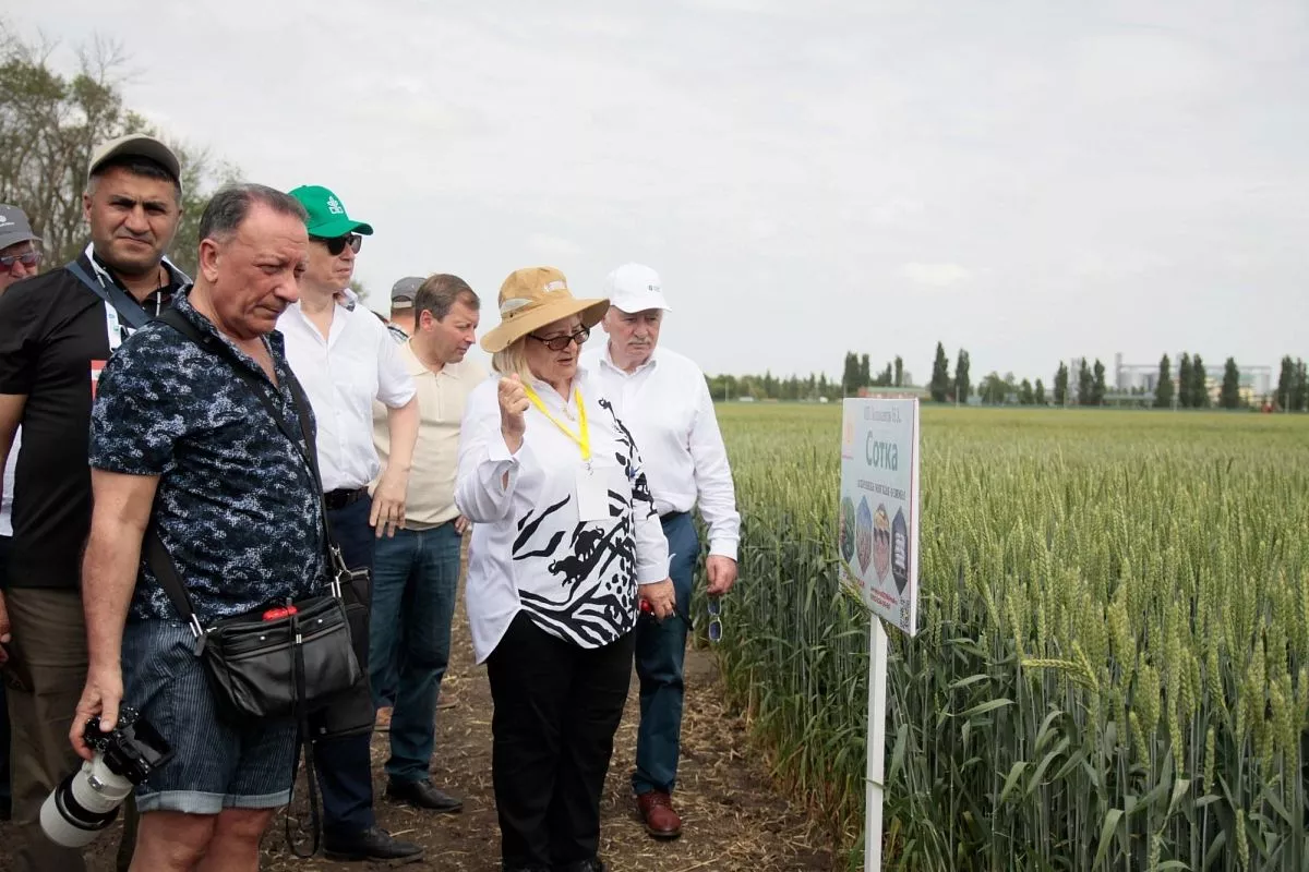 Завотделом селекции и семеноводства пшеницы и тритикале Национального центра зерна им. П. Лукьяненко академик РАН Людмила Беспалова ознакомила участников Дня поля с достижениями кубанских селекционеров.