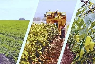 И снова зеленеют кубанские поля