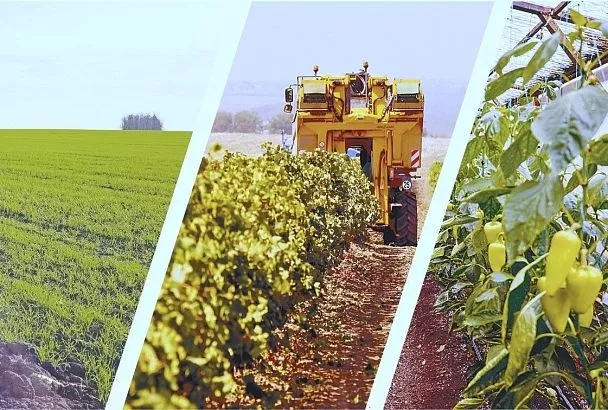 И снова зеленеют кубанские поля