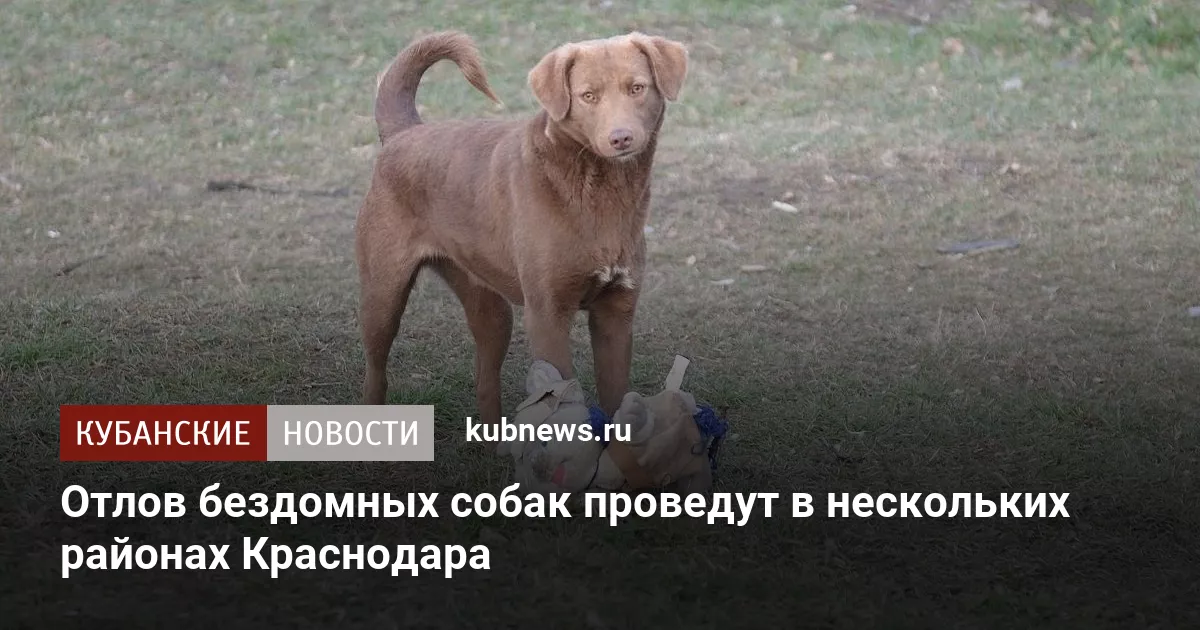 Отлов бездомных собак проведут в нескольких районах Краснодара