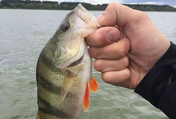 Подсекаю окуня по Сабанееву так — и забыл про сходы: как не упустить трофей