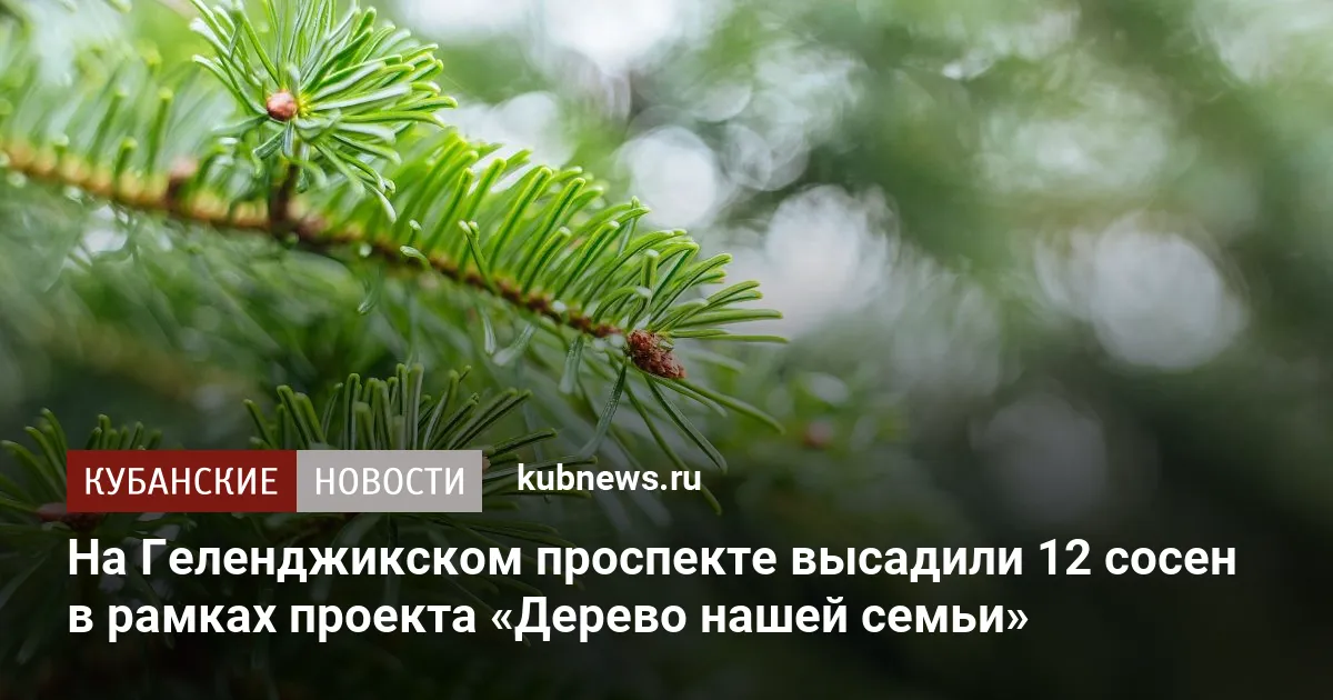 На Геленджикском проспекте высадили 12 сосен в рамках проекта «Дерево нашей семьи»