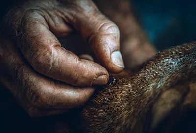 Лимонный нокаут блохам: как цитрус с травами истребляет паразитов за минуту