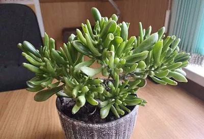 Решение на поверхности: активированный уголь против плесени в цветочных горшках