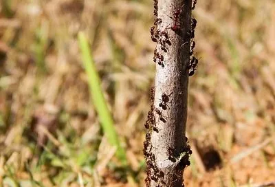 От муравьев спасет пшено: верен ли бабушкин рецепт изгнания незваных «гостей»