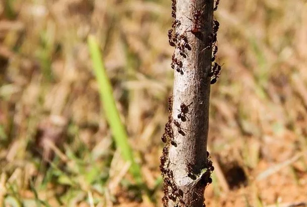 От муравьев спасет пшено: верен ли бабушкин рецепт изгнания незваных «гостей»