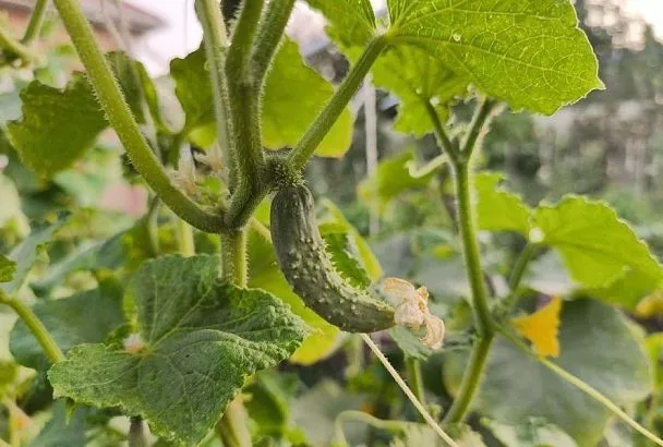 Огурец «крючком»: одна причина – простое решение