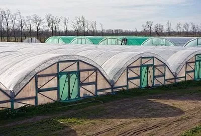 Весенний посев сидератов в теплицу: фацелия, овес, яровой рапс