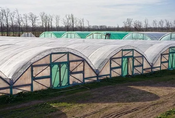 Весенний посев сидератов в теплицу: фацелия, овес, яровой рапс