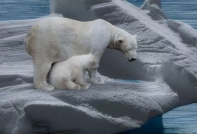 Климатолог рассказал, почему в Арктике стали тонуть белые медведи