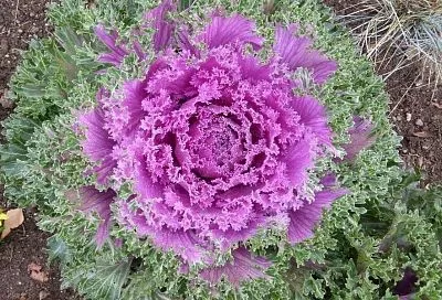 Царь-капуста: ее можно съесть, но лучше оставить на клумбе для красоты или срезать в букет