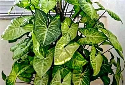 Сингониум — зеленый хамелеон: простой уход за эффектной лианой