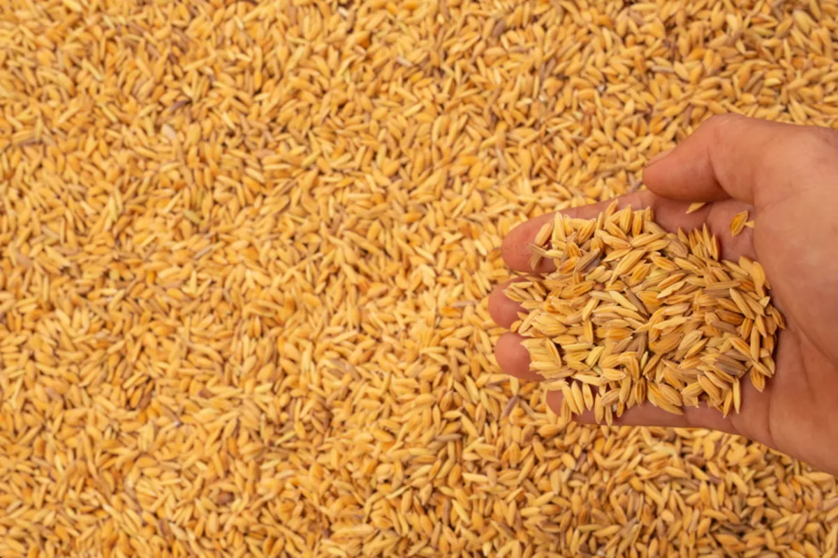 Россия нарастила самообеспеченность зерном до 161% по итогам 2025 года