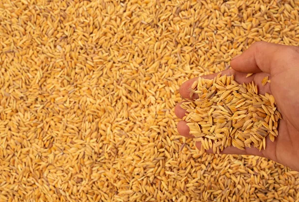 Россия нарастила самообеспеченность зерном до 161% по итогам 2025 года