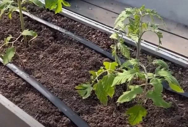 Когда высаживать помидоры в грунт, чтобы защитить от заморозков: Секрет Галины Кизимы