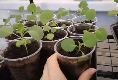 Успейте посадит их в феврале! 2 ранних сорта капусты на рассаду: сочная для квашения и нежная брокколи (секреты внутри)