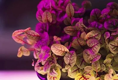 Ученые создадут систему «умного» освещения для растений, повторяющую природные циклы