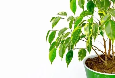 Он вам больше не веник! Как превратить облезлый фикус Бенджимина в высокий зеленый шикарный куст: секреты ухода