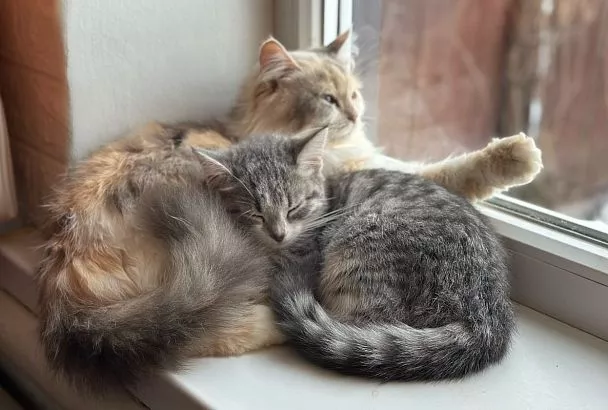 В прокуратуре Кубани предупредили о новой мошеннической схеме с возвратом переплаты за отопление