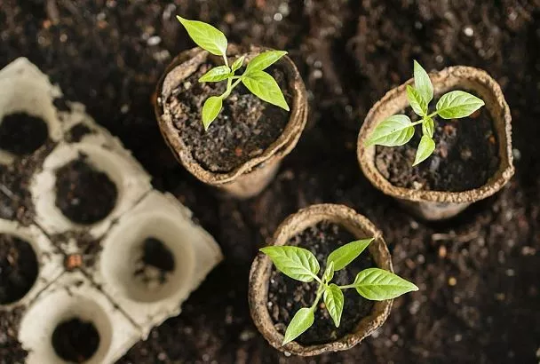 Какую температуру выдерживает рассада? 5 шагов, чтобы не погубить саженцы при высадке в грунт