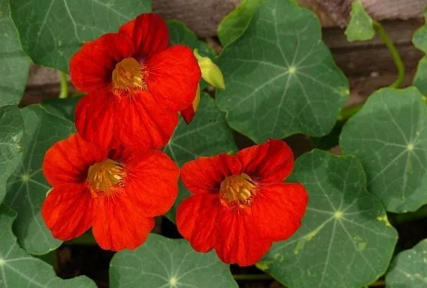 Секрет настурции: намного больше, чем просто цветок