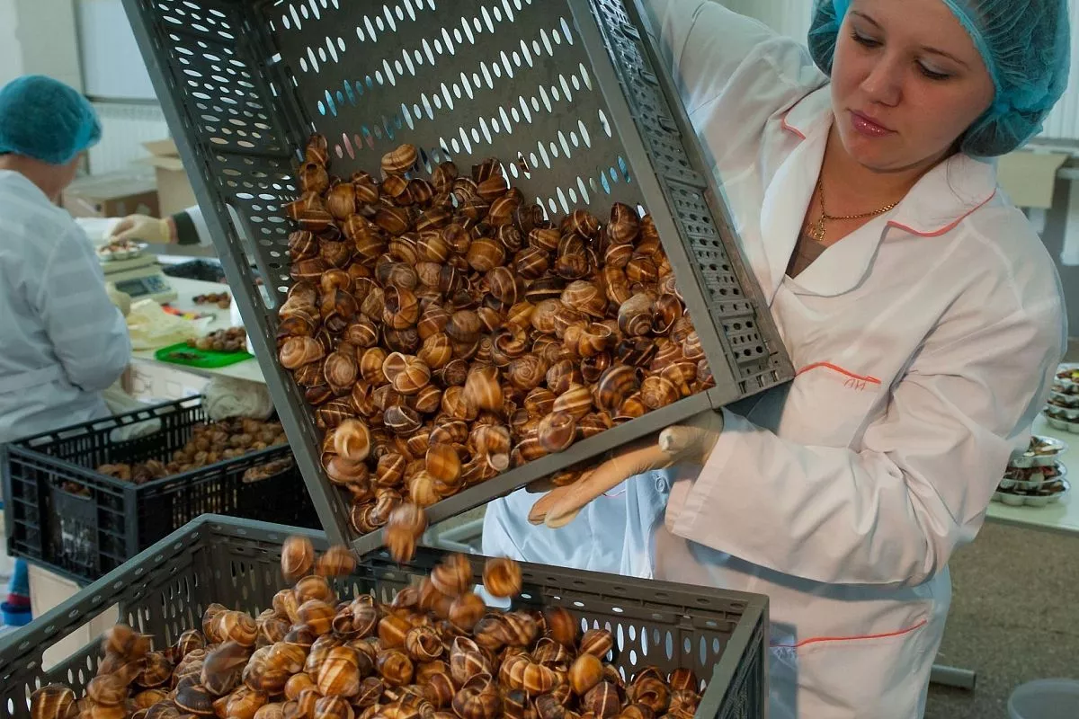 Виноградные улитки, приморско-ахтарск, деликатесы