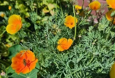 Посевной сезон продолжается в июле: овощи и цветы для богатого урожая и яркой клумбы