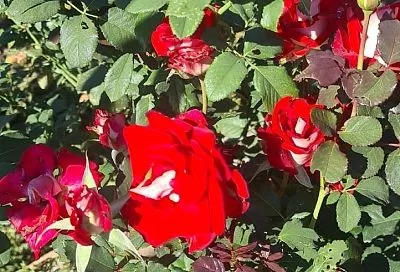 Слушайте не только синоптиков, но и советы опытных цветоводов: как защитить цветущие розы на участке от первых заморозков