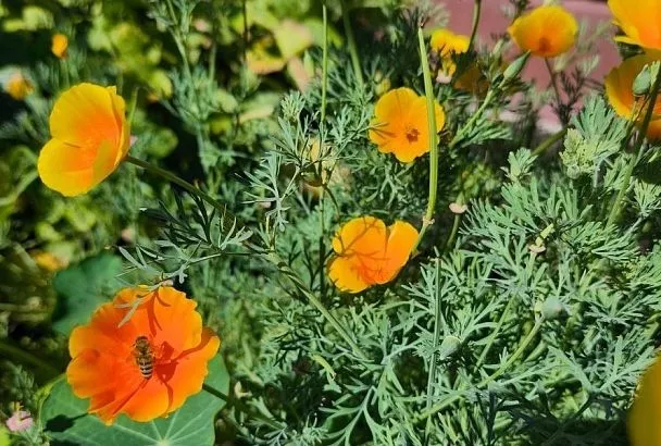 Посевной сезон продолжается в июле: овощи и цветы для богатого урожая и яркой клумбы