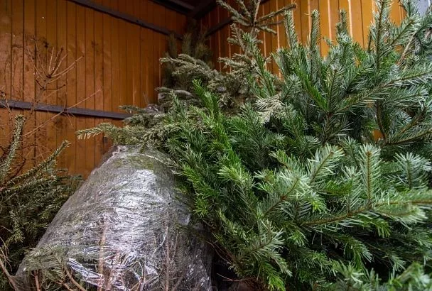 Жители Краснодара могут сдать новогодние деревья на экологичную переработку