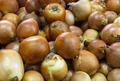 Когда убирать лук на хранение по Луне и регионам — для вкуса и лежкости