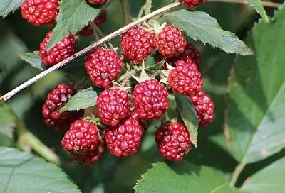 Богатство почвы: какие факторы влияют на вкус ягод в саду и огороде